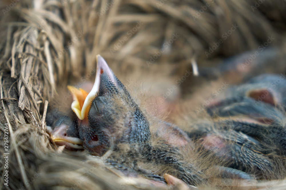 Hungry newborn thrush's chicks are opening their mouths asking for food from their parents