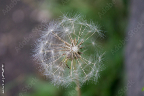 dandelion on a background