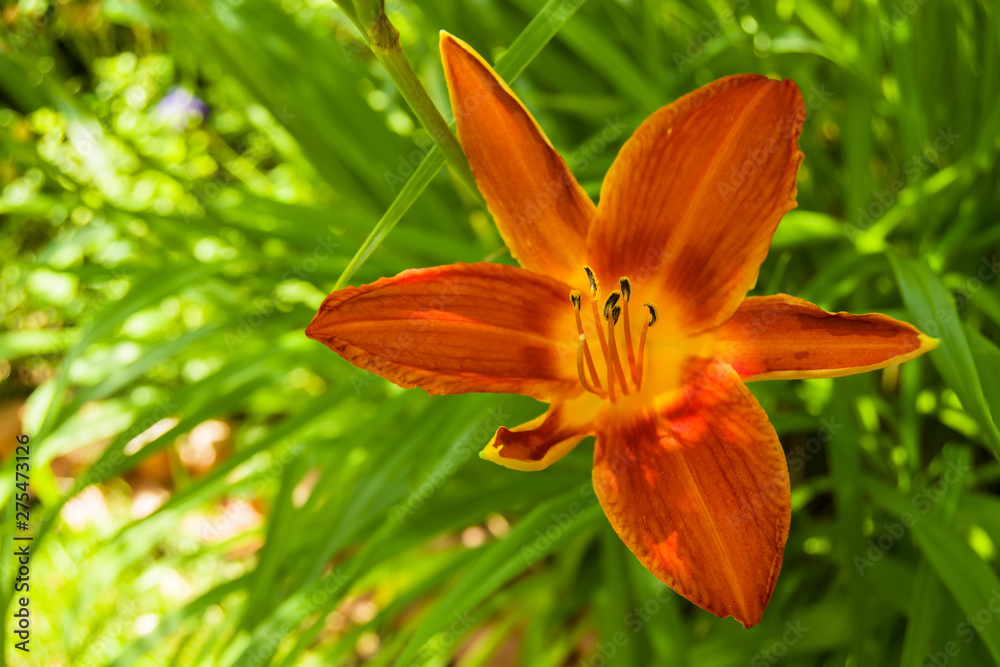Garden orange lily on a background of green leaves Garden orange lily on a background of green leaves