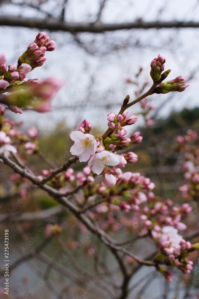 Cherry blossoms (Someiyoshino) : start of blooming Cherry blossoms (Someiyoshino) : start of blooming