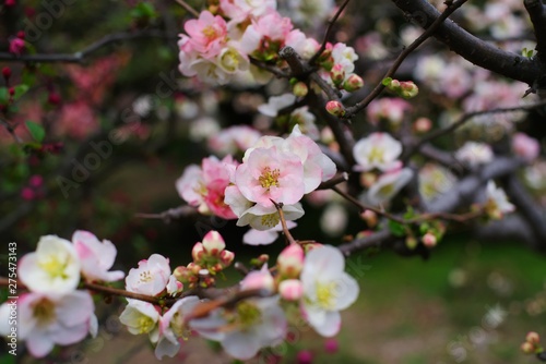Blossumes of Boke  Japanese quince  Chaenomeles speciosa      