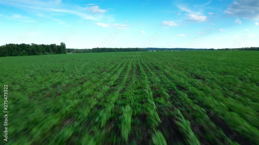 Agricultural field.Approach shot.The camera flies very fast over the field close to plants .Summer day. Agricultural field.Approach shot.The camera flies very fast over the field close to plants .Summer day.