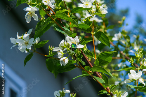 Golden bronze  eats flowers of apple photo