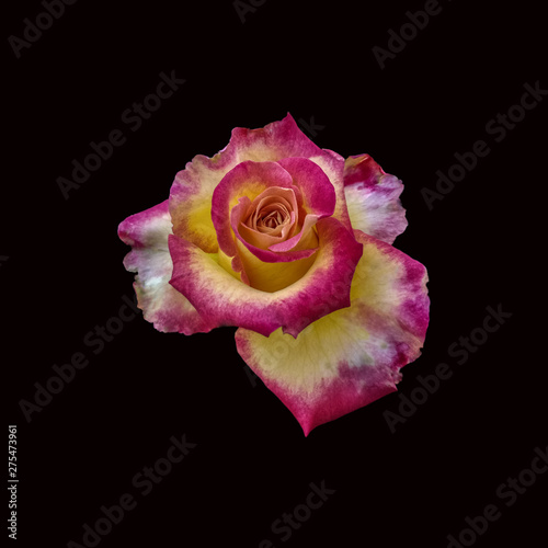 White-pink rose closeup isolated on a black background. Close up of white-pink rose on black background. Rose is considered the queen of flowers
