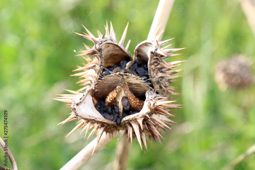 Obraz premium Datura stramonium