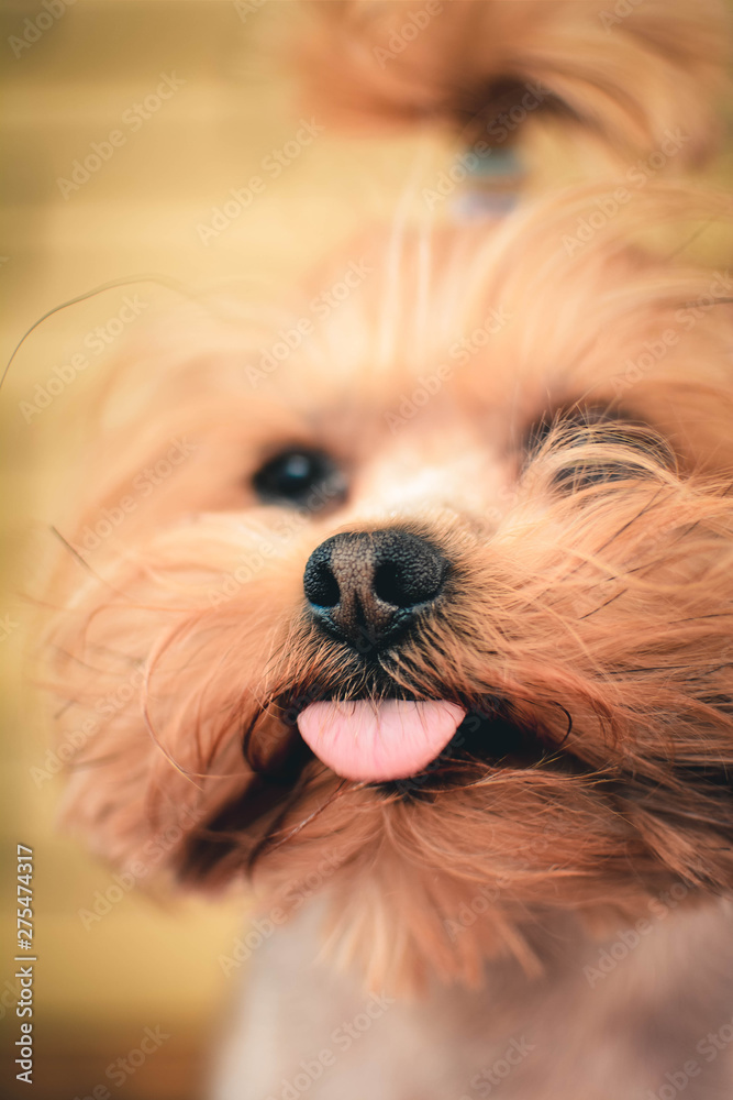 portrait of a dog