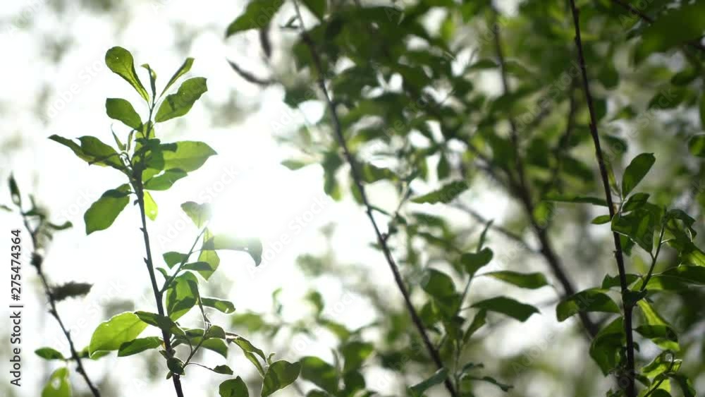 The spring sun gently shining through the fresh green branches of a tree