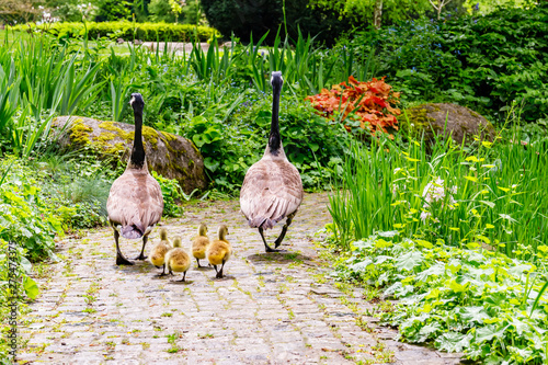 Goose family with Little fluffy goslings walks in the Park on stone way, close up photo