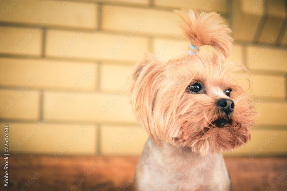 portrait of a dog