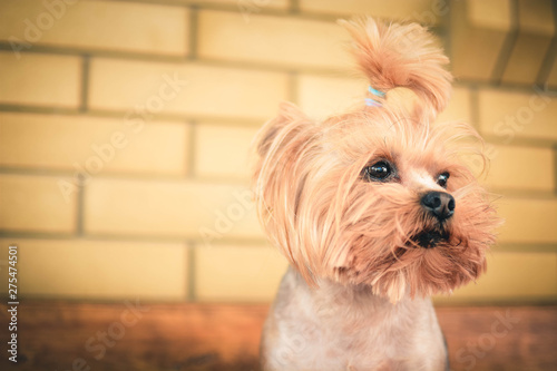 Obraz na płótnie portrait of a dog w salonie