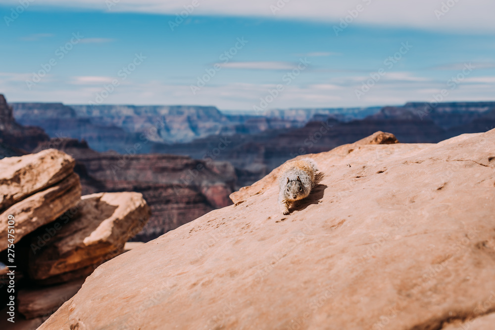 Naklejka premium Squirrel at the Grand Canyon- arizona