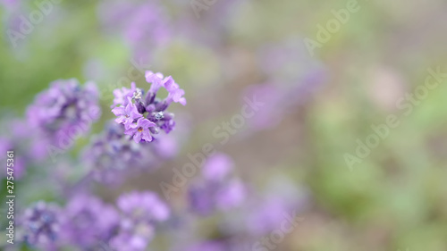 Flowers of a lavender wallpaper © scarlett