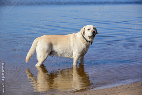 Golden labrador swimming in the river. a dog is playing in the water. front facing. Family vacation by the river. Vacation, outdoor activities. Walk with dog.
