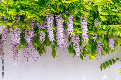 Flowering Wisteria on white house wall background. Natural home decoration with flowers of Chinese Wisteria ( Fabaceae Wisteria sinensis )