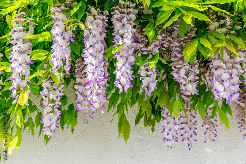 Flowering Wisteria on house wall background.  Natural home decoration with flowers of Chinese Wisteria ( Fabaceae Wisteria sinensis ) © Exclusive 