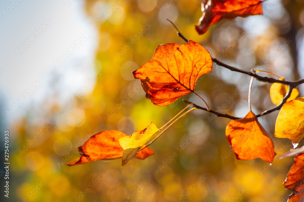 Autumn Colours Autumn Colours