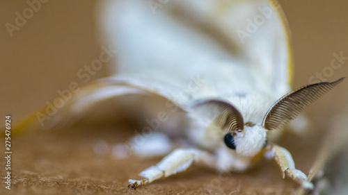 Fototapeta Naklejka Na Ścianę i Meble -  Isolated close up macro of a Silkworm butterfly