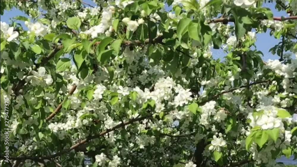 blooming apple tree with white flowers and green leaves in spring blooming apple tree with white flowers and green leaves in spring