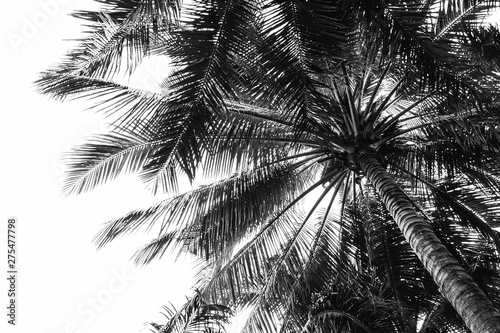 beautiful palm tree - monochrome