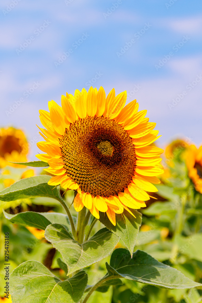Obraz premium Yellow sunflowers in the agricultural sunflower field