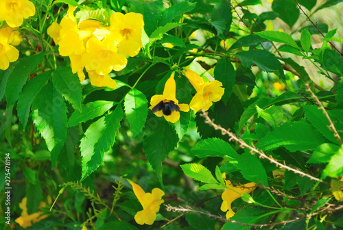 Yellow flowers and Carpenter bees © payon