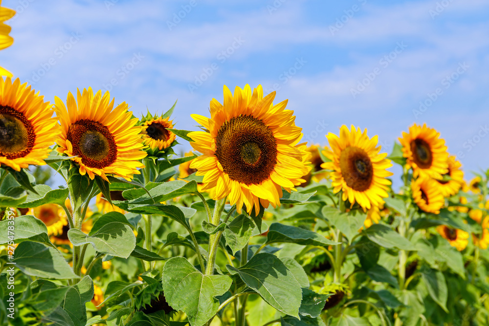 Yellow sunflowers in the agricultural sunflower field