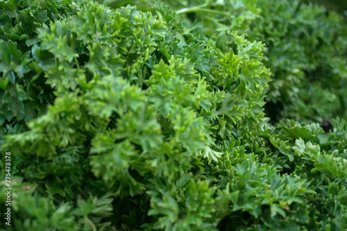 close up of fresh parsley    