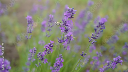 The field bumblebee collecting sweet nectar on a lavender