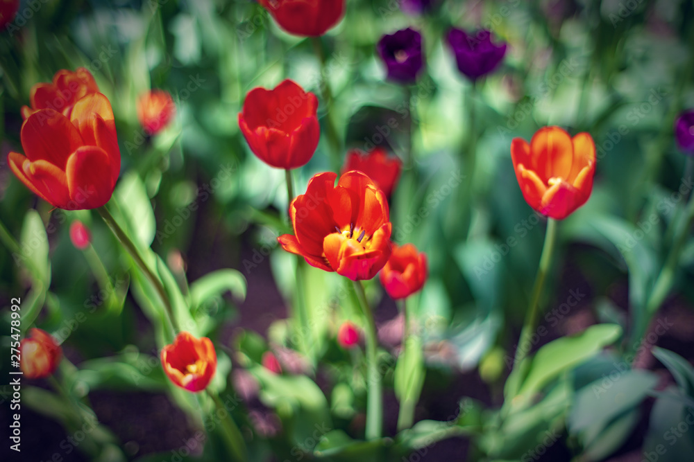 Beautiful and colorful bright red tulips on dark-green background. Large close-up photography from Tulip Festival.