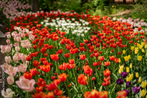 Multi colored field with red  yellow  dark violet and white tulips from Tulip Festival. Picture useful for web design and as a computer wallpaper.