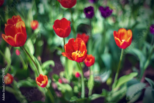 Beautiful and colorful bright red tulips on dark-green background. Large close-up photography from Tulip Festival.