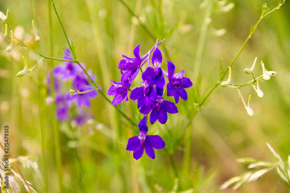 Beautiful blue meadow flowers on summer day. Delphinium consolida