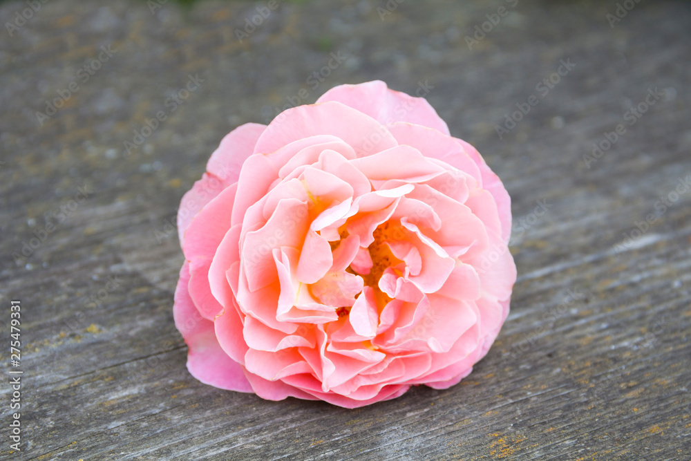 A beautiful delicate rose lies on a wooden table