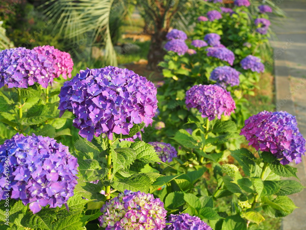 This secret garden is utterly dreamy. Showy flowers in summer. Hydrangea blossom on sunny day. Flowering hortensia plant. Blossoming flowers in summer garden. purple hydrangea in full bloom This secret garden is utterly dreamy. Showy flowers in summer. Hydrangea blossom on sunny day. Flowering hortensia plant. Blossoming flowers in summer garden. purple hydrangea in full bloom