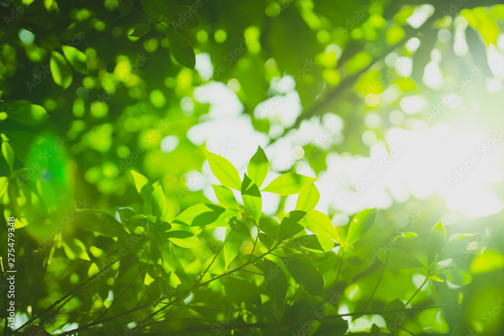 earth day and freshness environment conversation concept with sunshine on beauty green leaves in springtime and summer season with soft focus and bokeh background - obrazy, fototapety, plakaty 