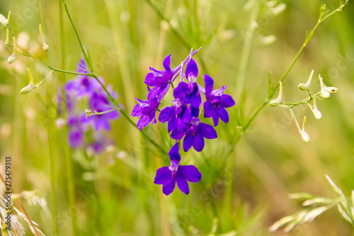 Obraz na płótnie Beautiful blue meadow flowers on summer day. Delphinium consolida w salonie