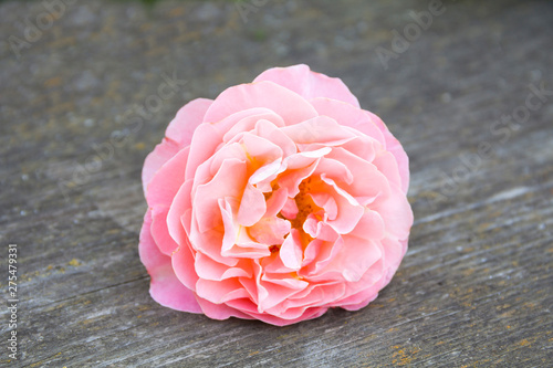 A beautiful delicate rose lies on a wooden table