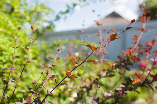 Berberis ottawensis or berberis thunbergii atropurpurea superba deep red purple foliage.Selective focus photo