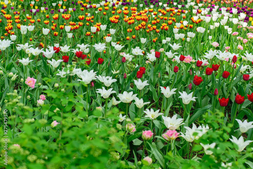 Multi colored field with red, yellow, dark violet and white tulips from Tulip Festival. Picture useful for web design and as a computer wallpaper.