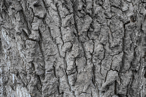 tree bark. background. close up. texture, pattern, wooden, closeup. Fragment of tree trunk with bark.