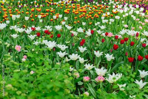 Multi colored field with red, yellow, dark violet and white tulips from Tulip Festival. Picture useful for web design and as a computer wallpaper.