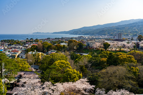小田原城から眺める満開の桜と街並み 撮影日2019/4/6