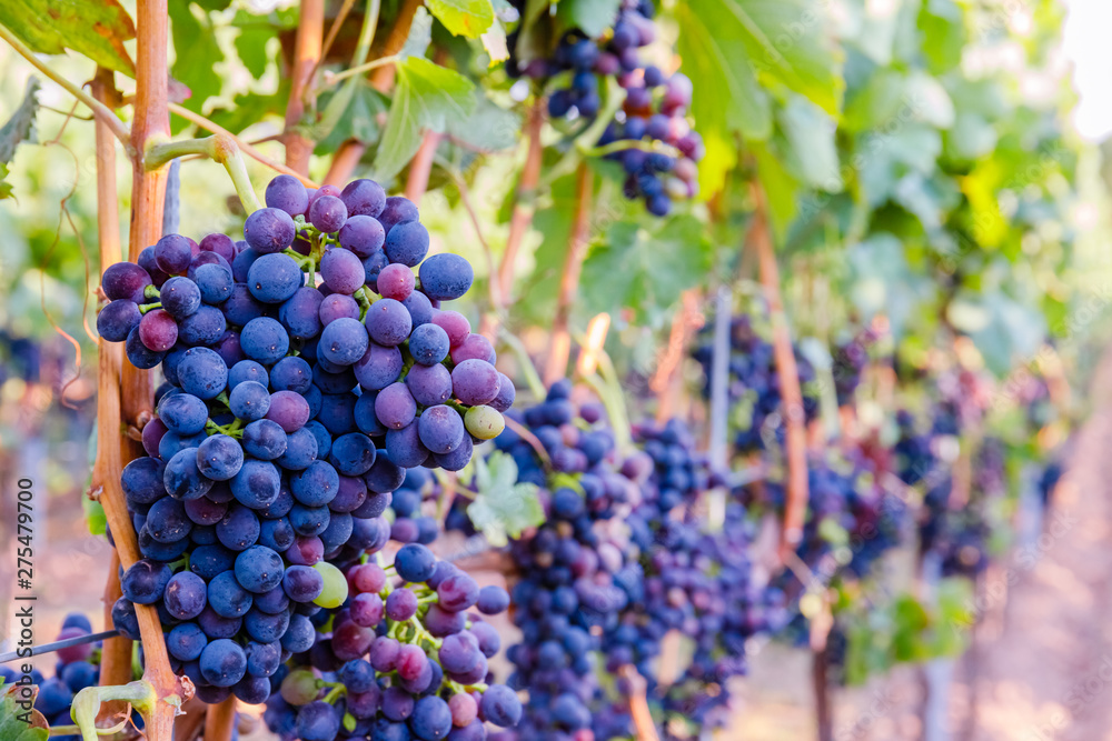 Blue Wine grapes on vine. Dark skinned grapevine for red wine, German Wine Road, Rhineland Palatinate, Germany Blue Wine grapes on vine. Dark skinned grapevine for red wine, German Wine Road, Rhineland Palatinate, Germany