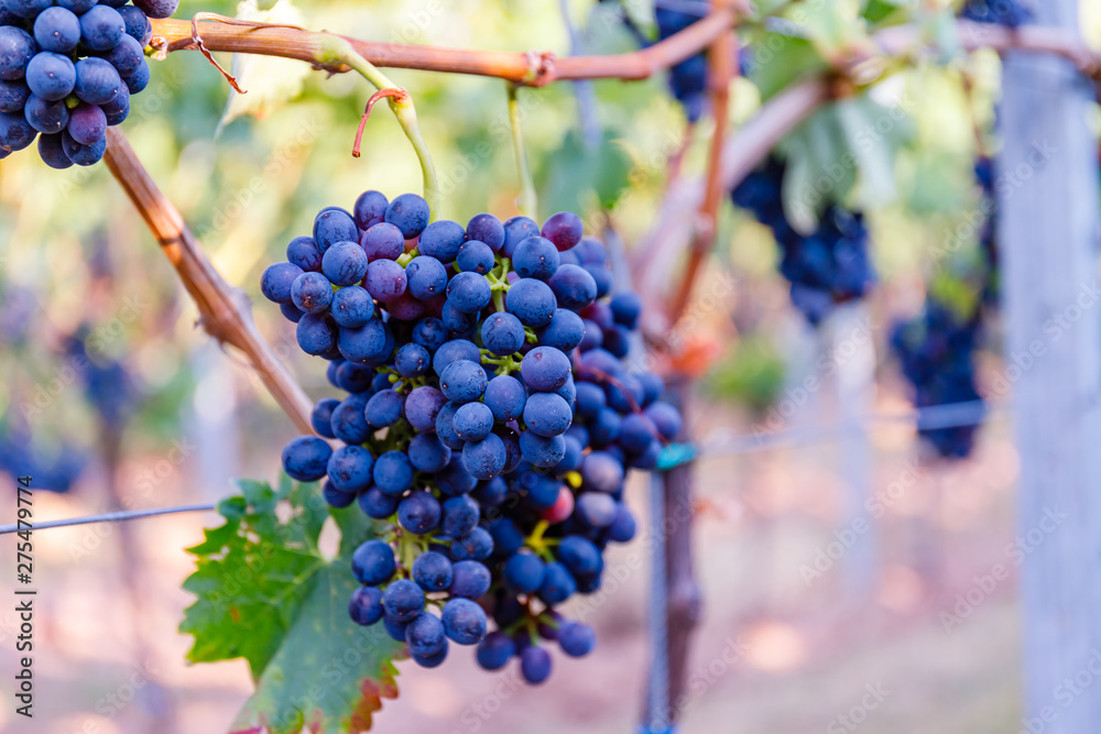 Blue Wine grapes on vine. Dark skinned grapevine for red wine, German Wine Road, Rhineland Palatinate, Germany Blue Wine grapes on vine. Dark skinned grapevine for red wine, German Wine Road, Rhineland Palatinate, Germany