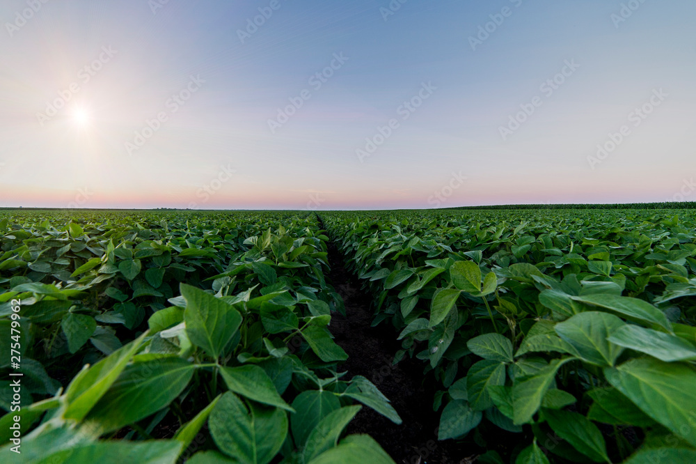Agricultural soy plantation on twilight - obrazy, fototapety, plakaty 