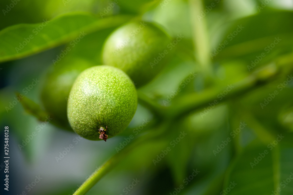 Green unripe walnuts hang on a branch. Close up selective focus. Green unripe walnuts hang on a branch. Close up selective focus.