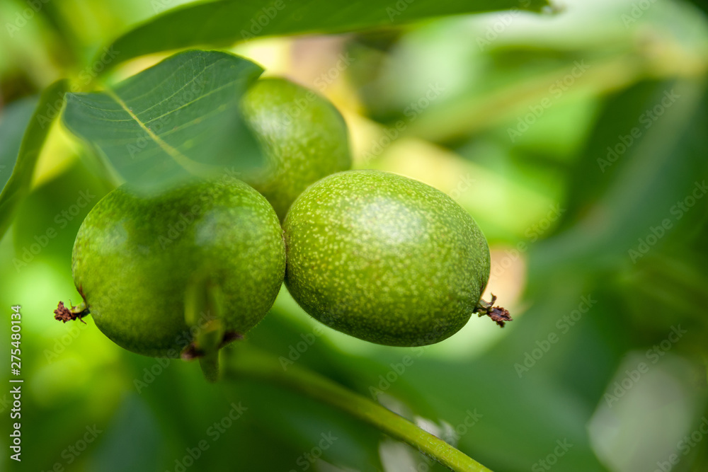 Green unripe walnuts hang on a branch. Close up selective focus. Green unripe walnuts hang on a branch. Close up selective focus.