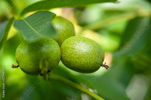 Green unripe walnuts hang on a branch. Close up selective focus.