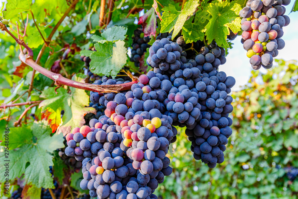 Dunkelfelder ( Farbtraube Froelich, Purpur ) dark-skinned variety of grape for German red wine,  Palatinate, Germany