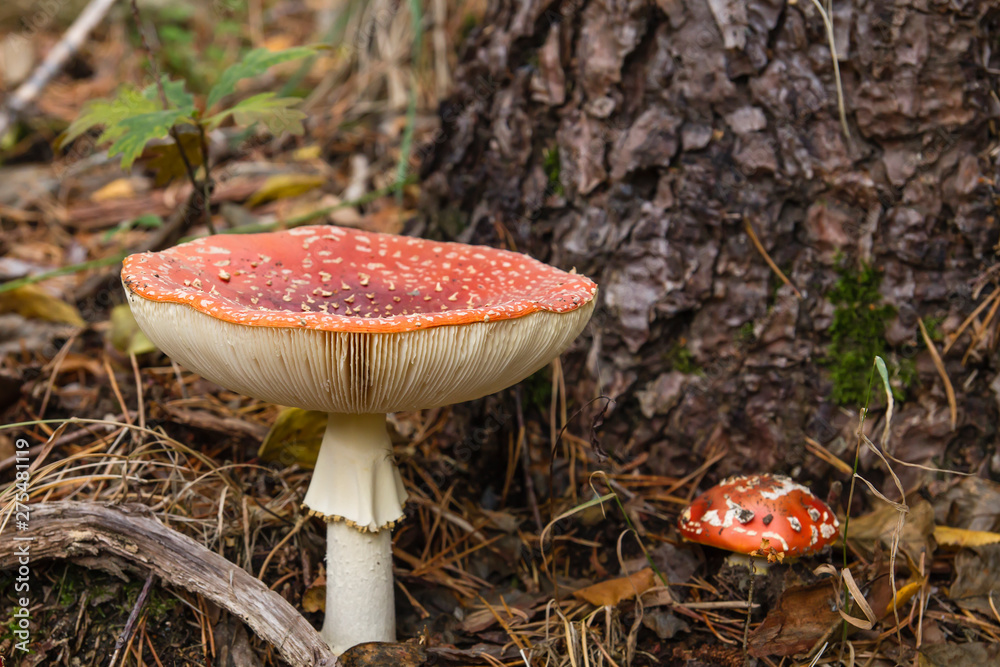 Amanita muscaria mushrooms growing wild in the forest Amanita muscaria mushrooms growing wild in the forest